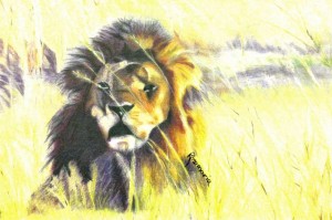 lion-rosemarie