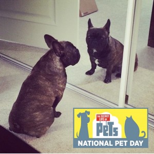 Jameson The French Bull Dog poses for National Pet Day. Photo Credit: Erica Nolda. 